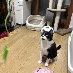 白黒猫のミッチー