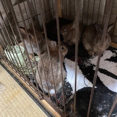 ネザーランド　ドワーフ