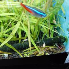 熱帯魚 レッドトップミッキー・タイガー各種稚魚の画像