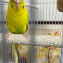 インコやニワトリを飼っている方とお友達になりたいです！