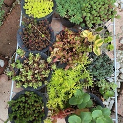 多肉植物　セダム　①
