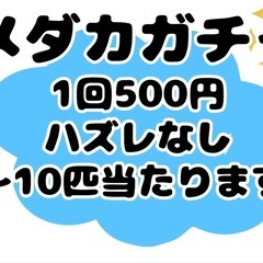 めだか掬い出店　ハコニワ − 新潟県