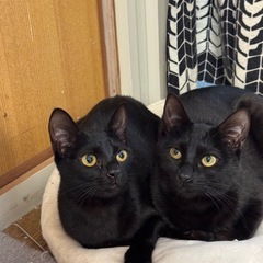どうか見ていってください