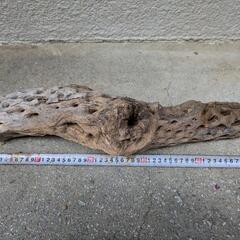 カクタスボーンの画像