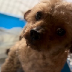トイプードル🌼推定5歳♀