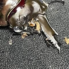 ババオウゴンオニクワガタ　雌雄モザイクの画像