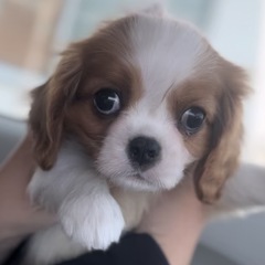 決定🌸キャバリア🌼♂2ヶ月