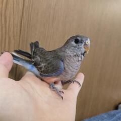 アキクサインコ ノーマル雛 ベタ慣れ