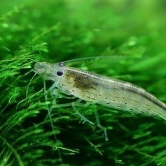 ミナミヌマエビ　1匹　10円　40の画像