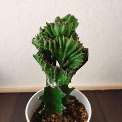 フランキアナ　ユーフォルビア　サボテン　綴化　希少　鉢ごとの画像