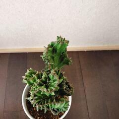 フランキアナ　ユーフォルビア　サボテン　綴化　希少　鉢ごとの画像