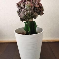 ラクテア 多肉植物 サボテン ユーフォルビア 綴化 希少　マハラジャの画像