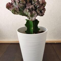 ラクテア 多肉植物 サボテン ユーフォルビア 綴化 希少　マハラジャ
