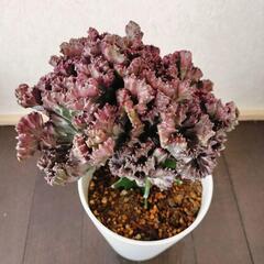 ラクテア 多肉植物 サボテン ユーフォルビア 綴化 希少　マハラジャの画像