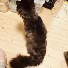 黒猫のしろちゃん