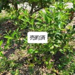 マイヤーレモンの苗木