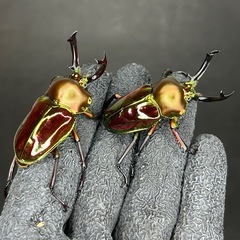 【GW価格】ニジイロクワガタペア