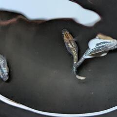 写真のメダカ3ひき
