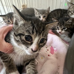 里親募集中！　1ヶ月半の子猫ちゃん