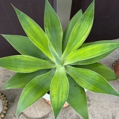 アガベ（観葉植物）の画像