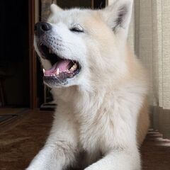 陸前高田のペット供養