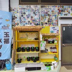 めだか無人販売　玉福メダカ　500円引き