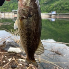 愛知の方でバス釣りご一緒できる方いましたらメッセージでやり取りで...