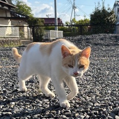 2024.7.4生まれの猫の里親様募集中。