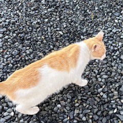 2024.7.4生まれの茶白のメス猫の里親様募集中。 - 栗原市