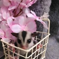 3月15日脱囊ノーマル