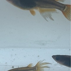 黒峰スワロー画像すべて