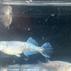 メダカ画像すべて