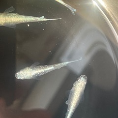 メダカ画像すべての画像