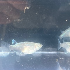 メダカ画像すべての画像