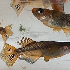 飛燕メダカ画像すべて