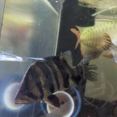 熱帯魚🐠ダトニオプラスワン推定±25cm‼️