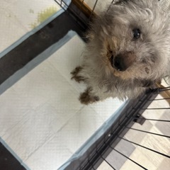 体重2キロ　トイプードル