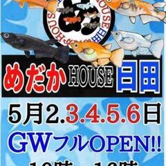 ♦めだかHOUSE日田オープン