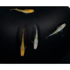 【メダカの卵】R＆J ロミオとジュリエットの卵 20個以上