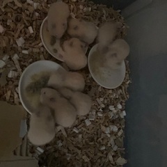 【募集終了】キンクマハムスターの里親募集　お迎え可能　5/19更新 - その他