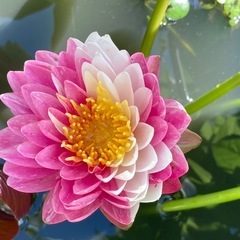 温帯睡蓮(趣味の園芸)