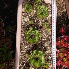 多肉植物 センペルビウム お譲りします