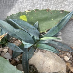 アガベ　アメリカーナ　カキコ　耐寒性　露地植えにの画像