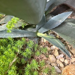 アガベ　アメリカーナ　カキコ　耐寒性　露地植えにの画像