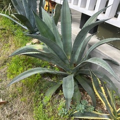 アガベ　アメリカーナ　カキコ　耐寒性　露地植えに