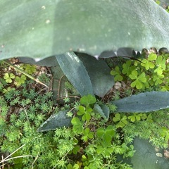 アガベ　アメリカーナ　カキコ　耐寒性　露地植えにの画像