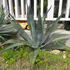 アガベ　アメリカーナ　カキコ　耐寒性　露地植えにの画像