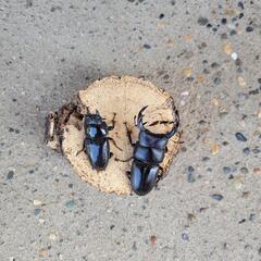 オオクワガタペア　産地不明
