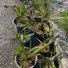 ココスヤシ🌴オニサバルヤシ🌴