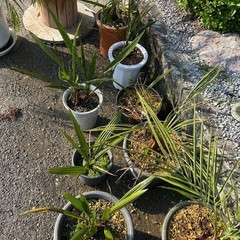 ココスヤシ🌴オニサバルヤシ🌴の画像
